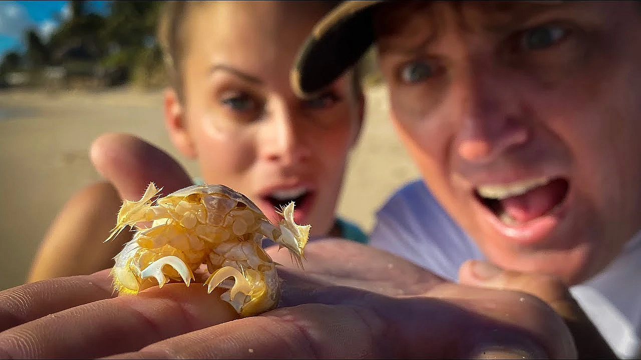 1 In A Million Crab {catch Clean Cook} Soft Shell Sand Fleas