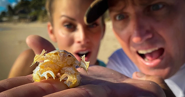 1 In A Million Crab {catch Clean Cook} Soft Shell Sand Fleas