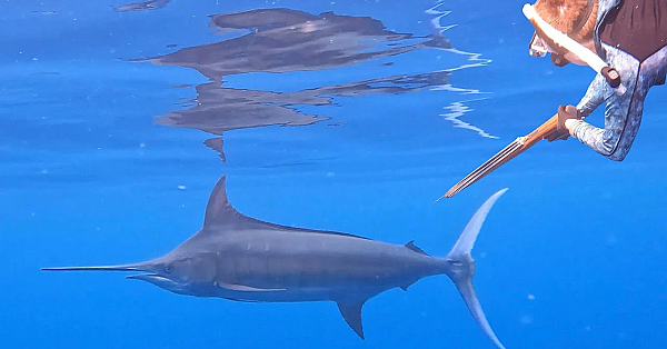 Spearfishing For Giant Tuna And Marlin! {catch Clean Cook} Feeding The Village