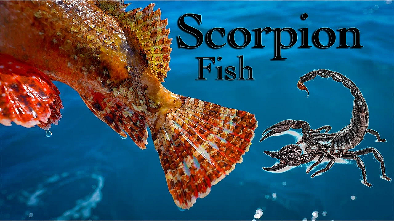 Very Dangerous Fish!!! {catch Clean Cook} Ft. Insetta 35