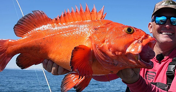 Alaskan Rockfish With My Family!! {catch Clean Cook} Fish Tacos In Millers Landing