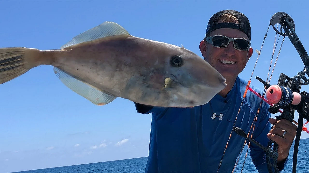 Bowfishing For Unicorn Filefish {catch Clean Cook} Deep Sea Fishing