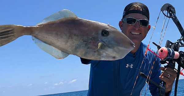 Bowfishing For Unicorn Filefish {catch Clean Cook} Deep Sea Fishing