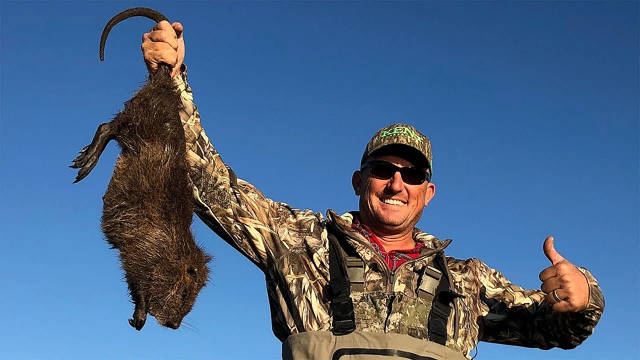 Massive Marsh Rat {catch Clean Cook} Argentine Nutria