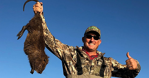 Massive Marsh Rat {catch Clean Cook} Argentine Nutria