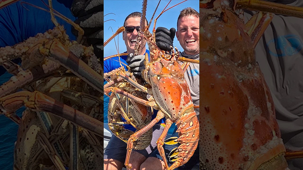 Giant Lobsters! #viralseafood