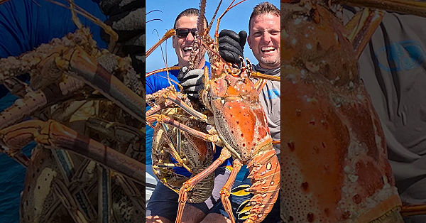 Giant Lobsters! #viralseafood