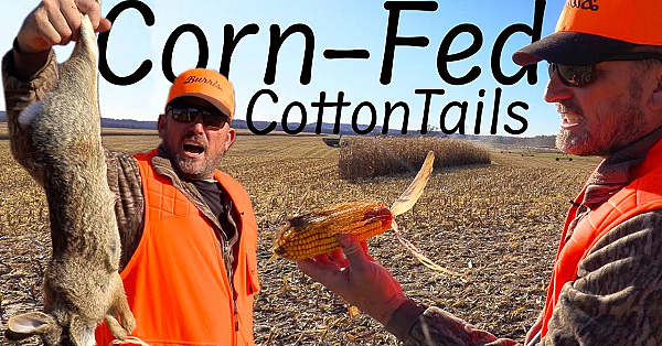 Rabbit Hunting In A Massive Corn Field! {catch Clean Cook}