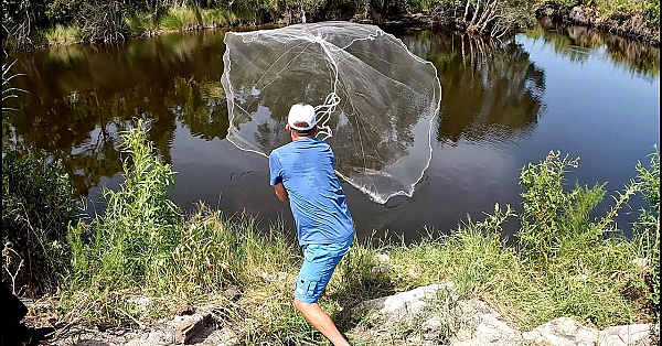 Cast Netting Hundreds Of Fish For My Pond!!!