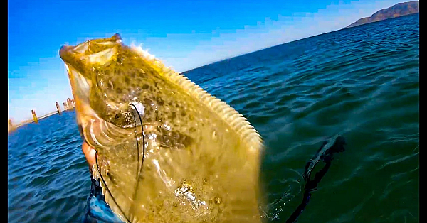 I Got A Halibut!!!!! {catch Clean Cook} Spearfishing Mag Bay, Mexico
