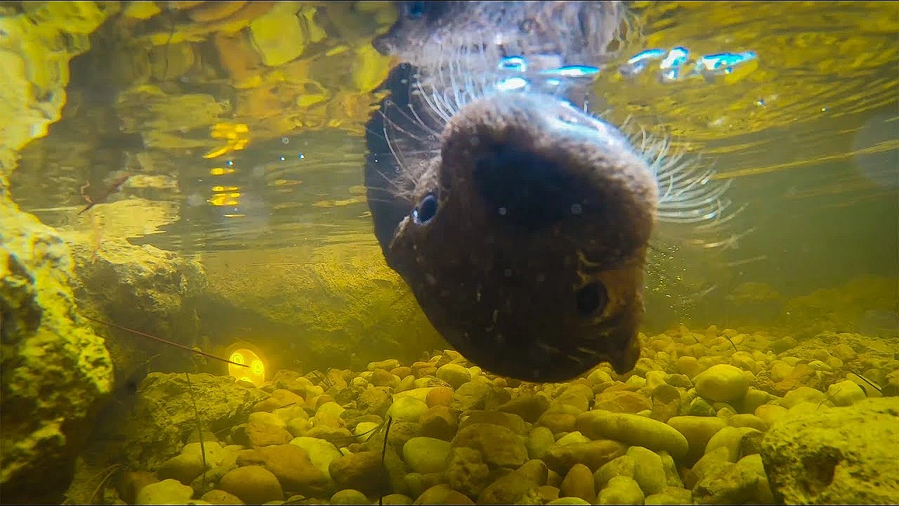 Catching Alien Fish For Kia!!! Cute Baby Otter {ft. Deermom And Paul Cuffaro}