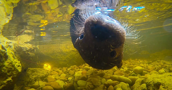 Catching Alien Fish For Kia!!! Cute Baby Otter {ft. Deermom And Paul Cuffaro}