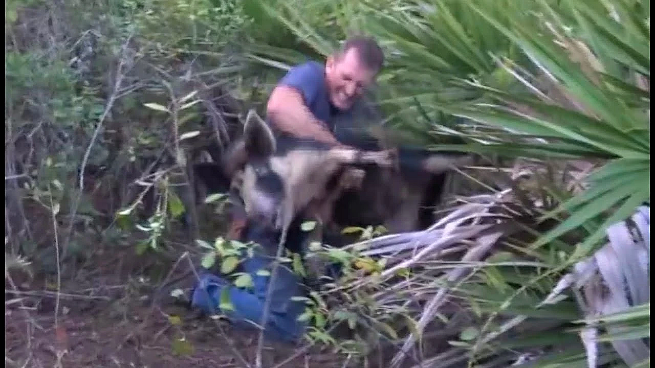 Wild Boar Attacks Hunter #short