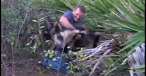 Wild Boar Attacks Hunter #short