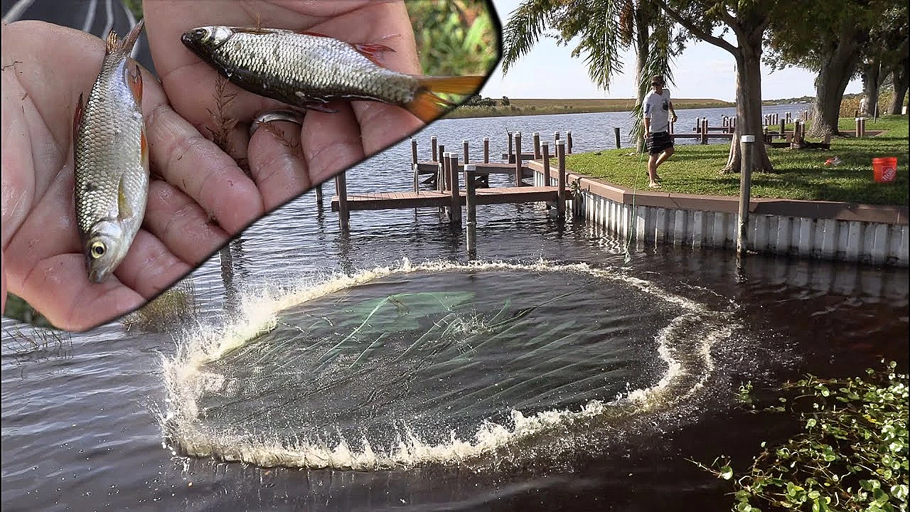 Catching Buckets Of Bait!!! {filling Our Backyard Pond} How To Catch Wild Golden Shiners