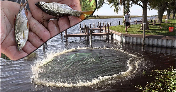 Catching Buckets Of Bait!!! {filling Our Backyard Pond} How To Catch Wild Golden Shiners