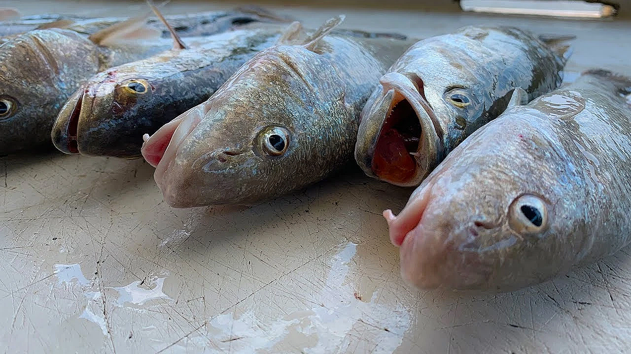 Whiting And Trout {catch Clean Cook} Epic Day On The Georgia Coast