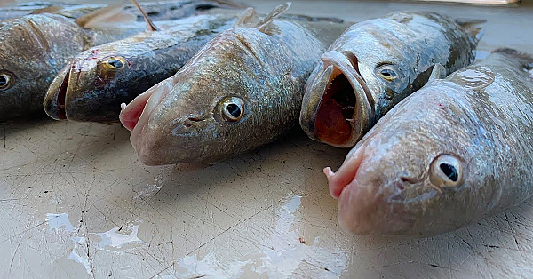 Whiting And Trout {catch Clean Cook} Epic Day On The Georgia Coast