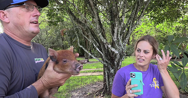 Catching A Totally Pissed Off Opossum And Wild Pig With My Hands And A Stick!