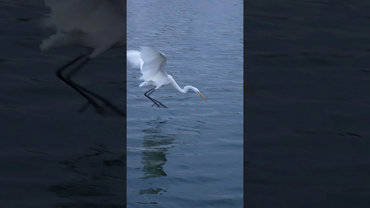 #trending Giant White Bird With Ninja Skills! #shorts