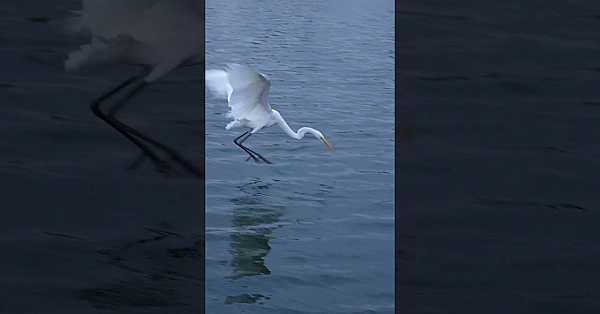 #trending Giant White Bird With Ninja Skills! #shorts
