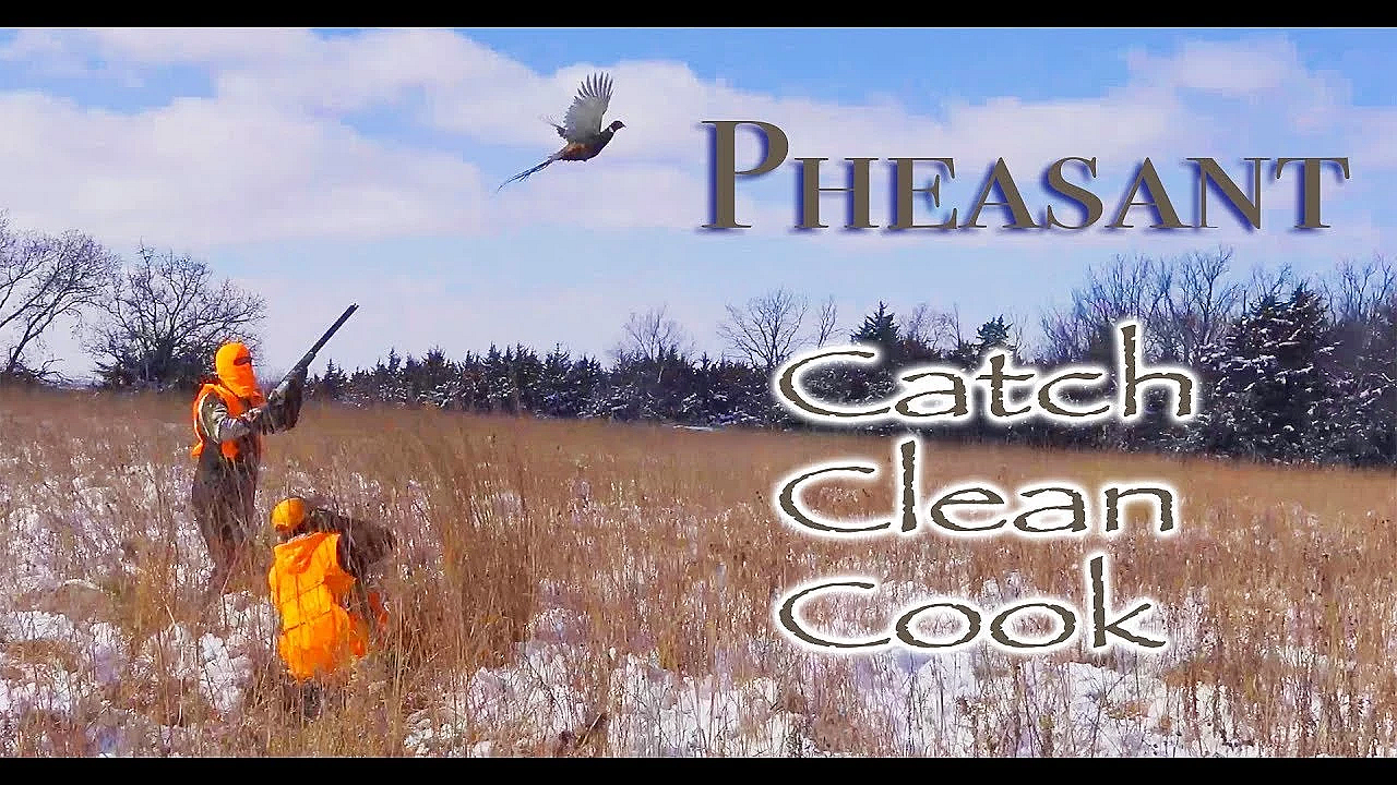 Pheasant {catch Clean Cook} Kansas 2018