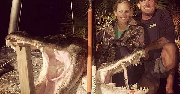 Late Season Alligator Hunt {catch Clean Cook} Gluten Free Gator Tenders!!! Delicious!!!