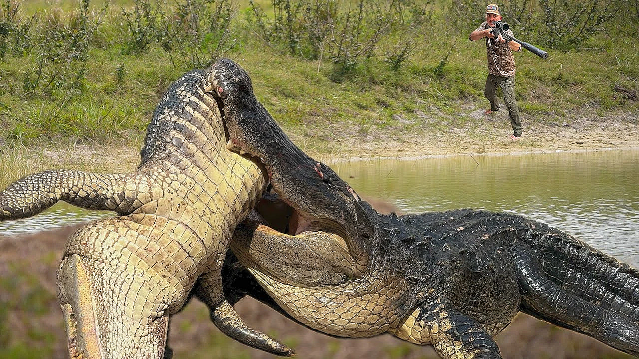 Gators Are Taking Over The Ranch!!! {catch Clean Cook} Stuffed Gator Tail!
