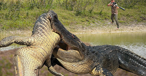 Gators Are Taking Over The Ranch!!! {catch Clean Cook} Stuffed Gator Tail!