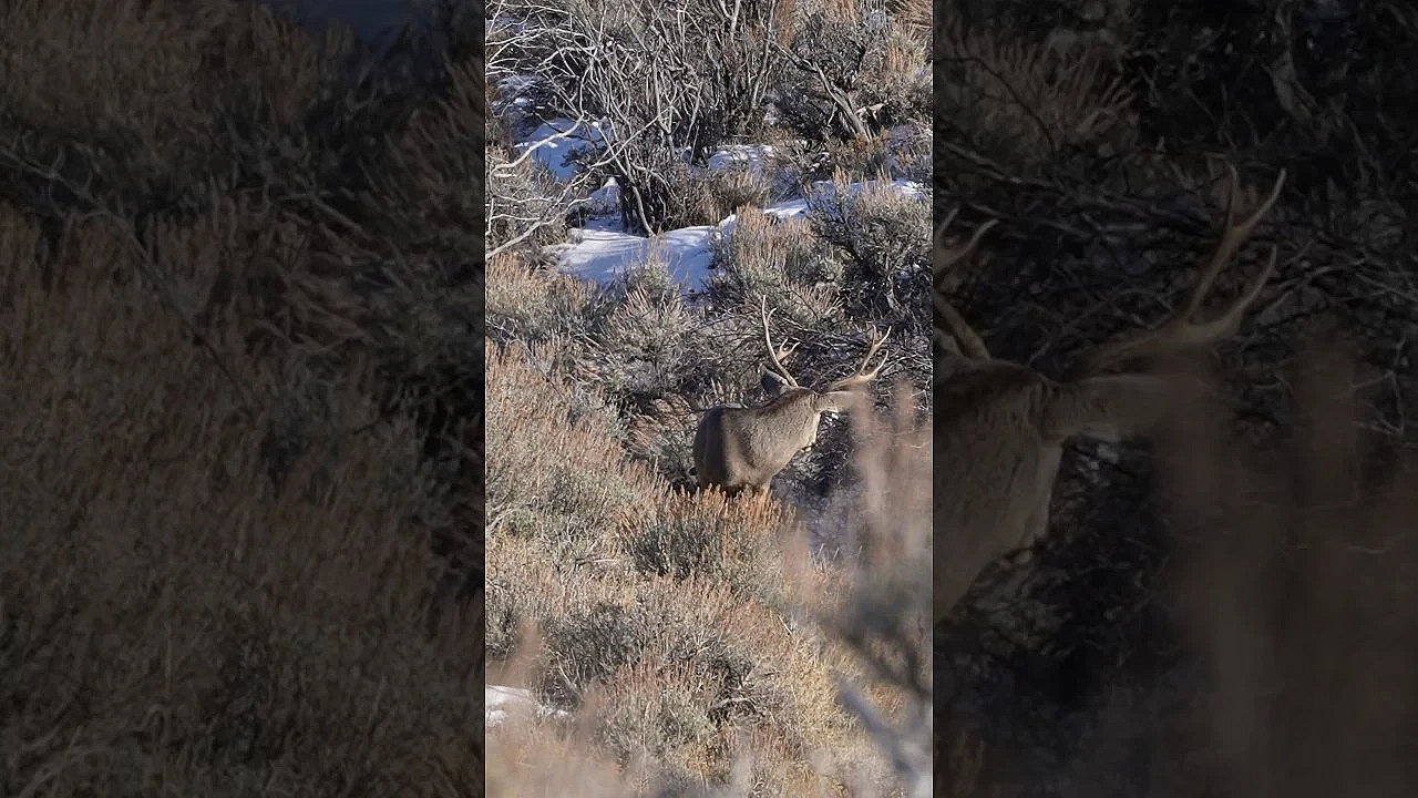 Dead Deer Standing!! #bbd #viral #shorts