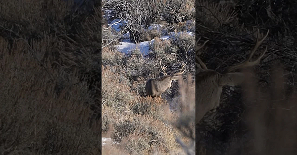 Dead Deer Standing!! #bbd #viral #shorts