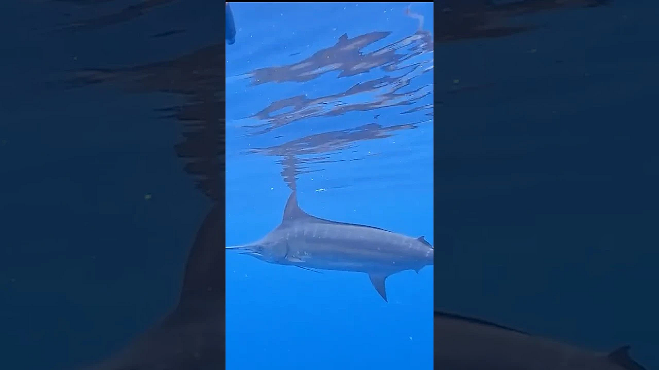Marlin Swam Around Me In The Ocean!