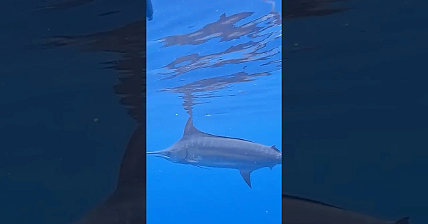 Marlin Swam Around Me In The Ocean!