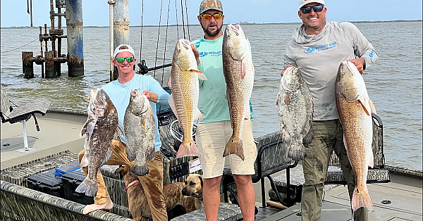 Giant Tripletail On My New Bay Boat!!! {catch Clean Cook} Venice, La