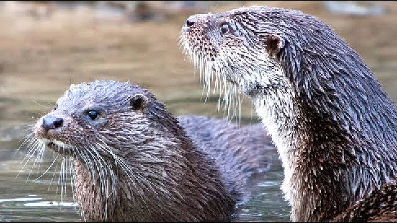 An Actual Pond Monster Ate All My Fish!!!! {caught On Camera}