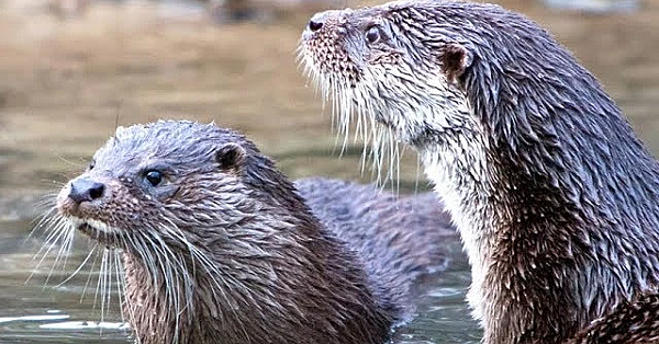 An Actual Pond Monster Ate All My Fish!!!! {caught On Camera}