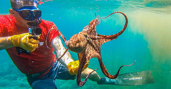 Massive Octopus In World War Ii Bomb! {catch Clean Cook} Authentic Chamorro Recipe! Pagan, Cnmi