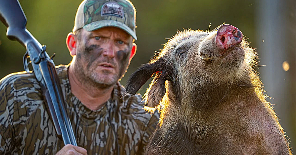 This Boar Hog Is A Dog Killer! Becoming A True Florida Man!