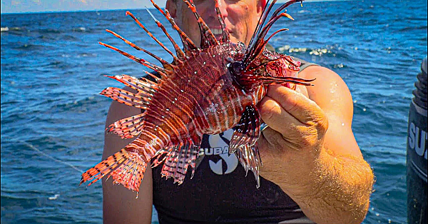 Massive Lion Fish And Miracle Berry {catch Clean Cook} Hilarious Taste Test