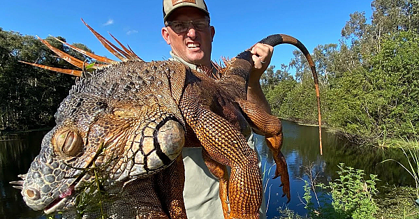 Massive Iguana And Miracle Berry {catch Clean Cook} Iguana Curry