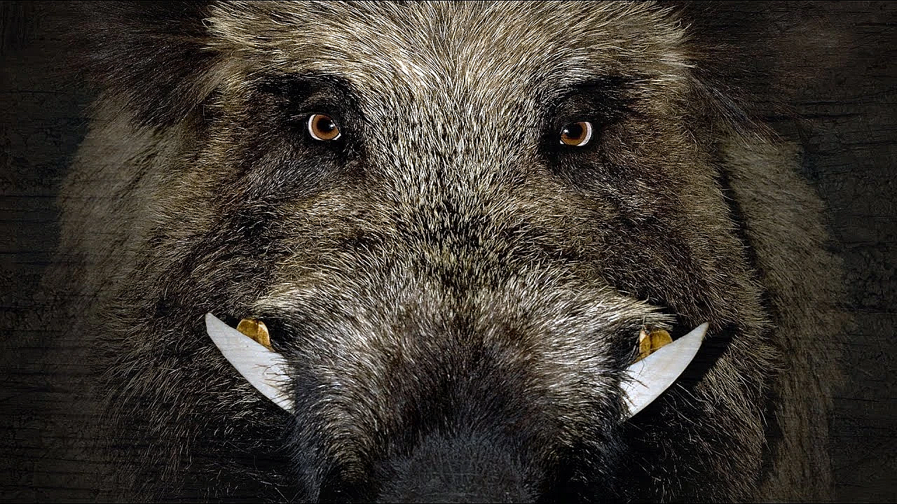 Trapping Savage Wild Boar!!! {catching By Hand,  Alone}