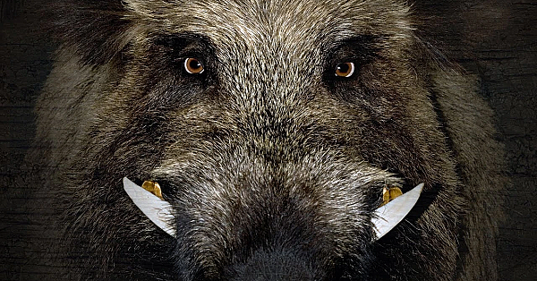 Trapping Savage Wild Boar!!! {catching By Hand,  Alone}