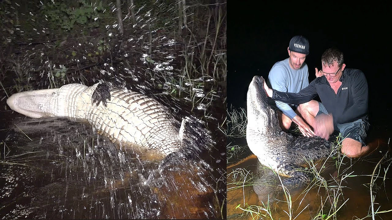 Wild Alligator Fight!!! Not The Outcome You Expect!!!! Ft. Brooksy