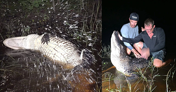 Wild Alligator Fight!!! Not The Outcome You Expect!!!! Ft. Brooksy