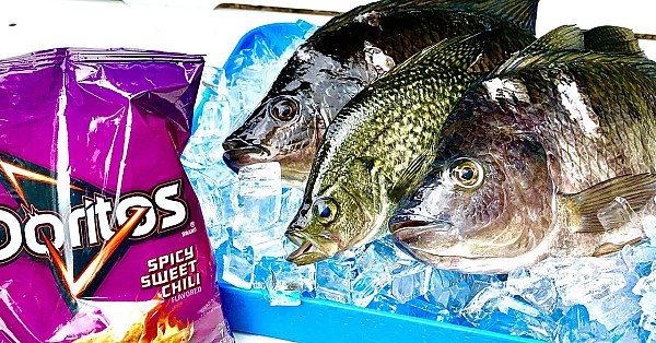 Doritos Experiment!!! {catch Clean Cook} Ft Bluegabe &amp; Austin Crocker