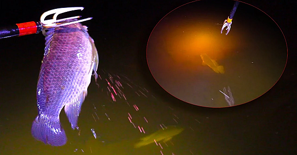 This Bull Frog Spoke To My Heart! {catch Clean Cook} Ft. Bluegabe