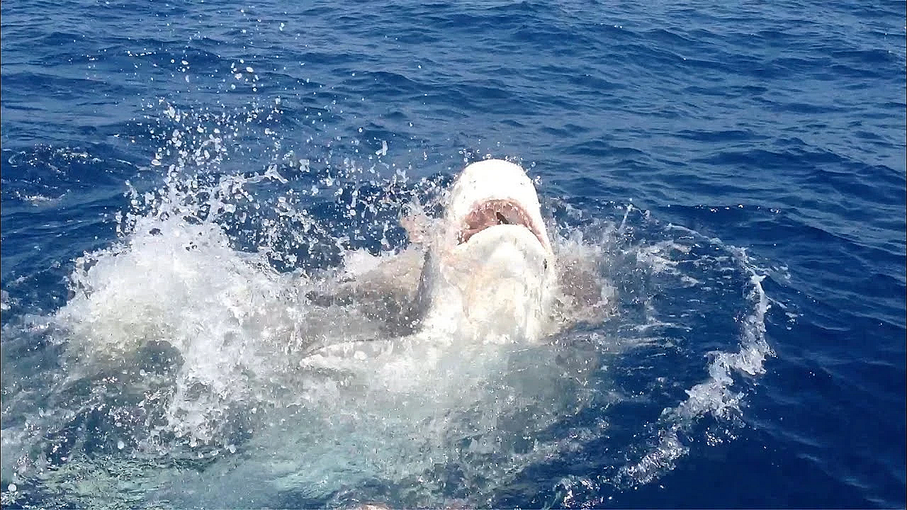 Massive Tiger Shark!!! #shorts