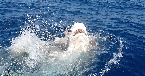 Massive Tiger Shark!!! #shorts