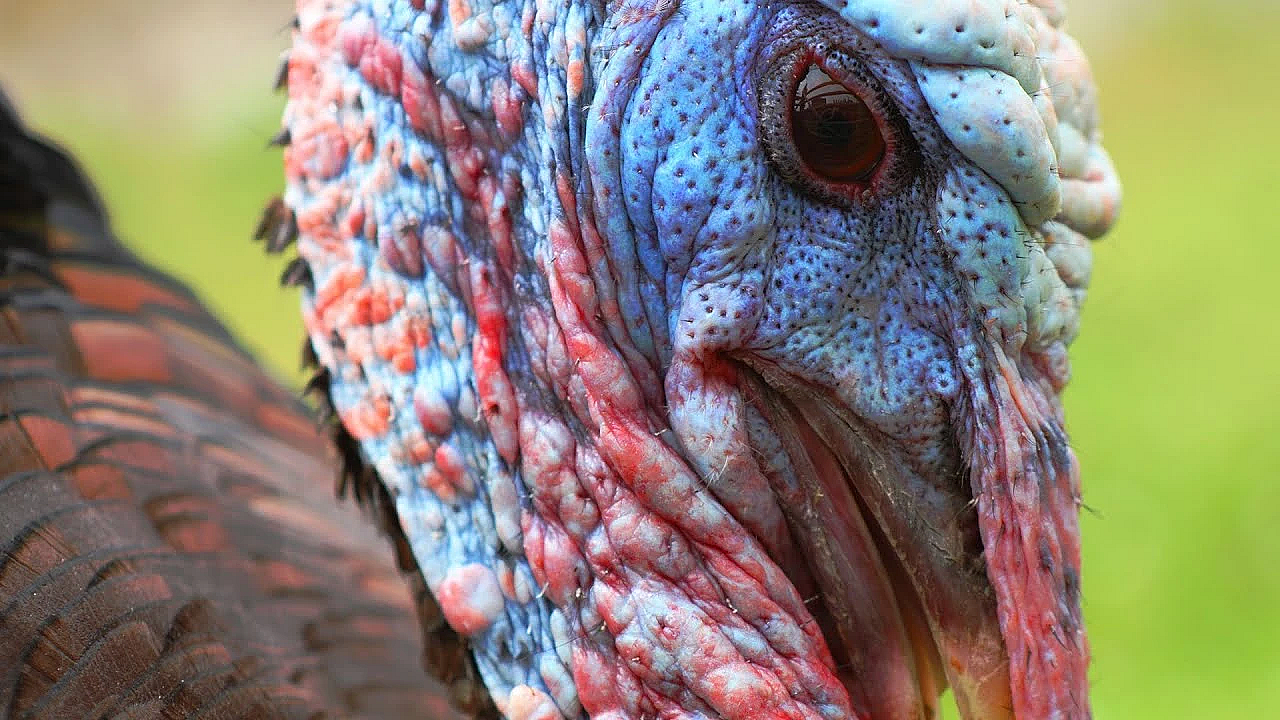 Snappin' Turtle, Wild Turkey &amp; Swamp Cabbage Stew!!! Organic Food From The Ranch!