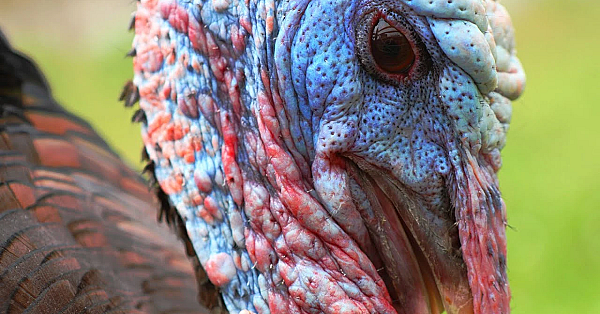 Snappin' Turtle, Wild Turkey &amp; Swamp Cabbage Stew!!! Organic Food From The Ranch!